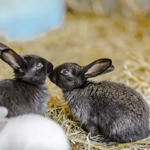 Bunny things to buy sales